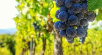 Weinfest